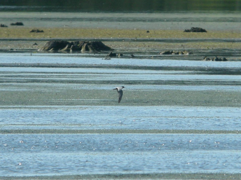 DSCN0005c Black Tern LaSalle FWA IN 5-31-2018