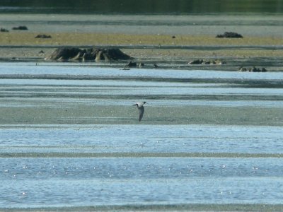 DSCN0005c Black Tern LaSalle FWA IN 5-31-2018