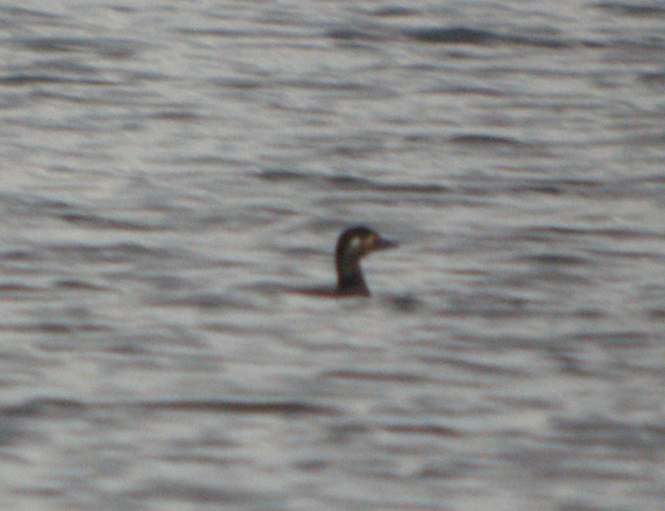 DSCN8773 c Surf Scoter Willow Slough FWA IN 10-22-2015