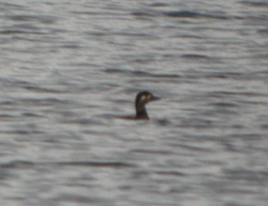 DSCN8773 c Surf Scoter Willow Slough FWA IN 10-22-2015