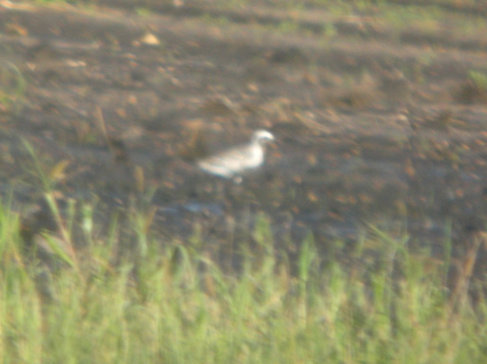 DSCN7834c Black-bellied Plover Scheoffner Farm Kankakee Co IL 8-29-2016