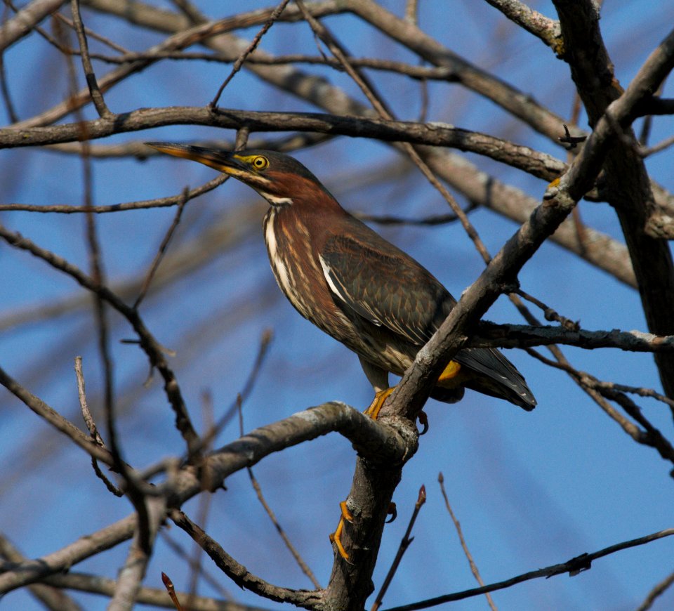 IMG 0121cg Green Heron Whispering Willows Area Kankakee Co IL 10-17-2016