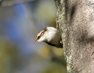 IMG 3778 c Brown Creeper Kankakee IL 10-10-2015 photo