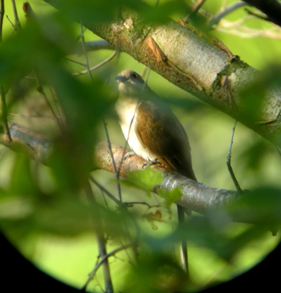 DSCN7594c Black-billed Cuckoo LaSalle FWA IN 7-27-2016
