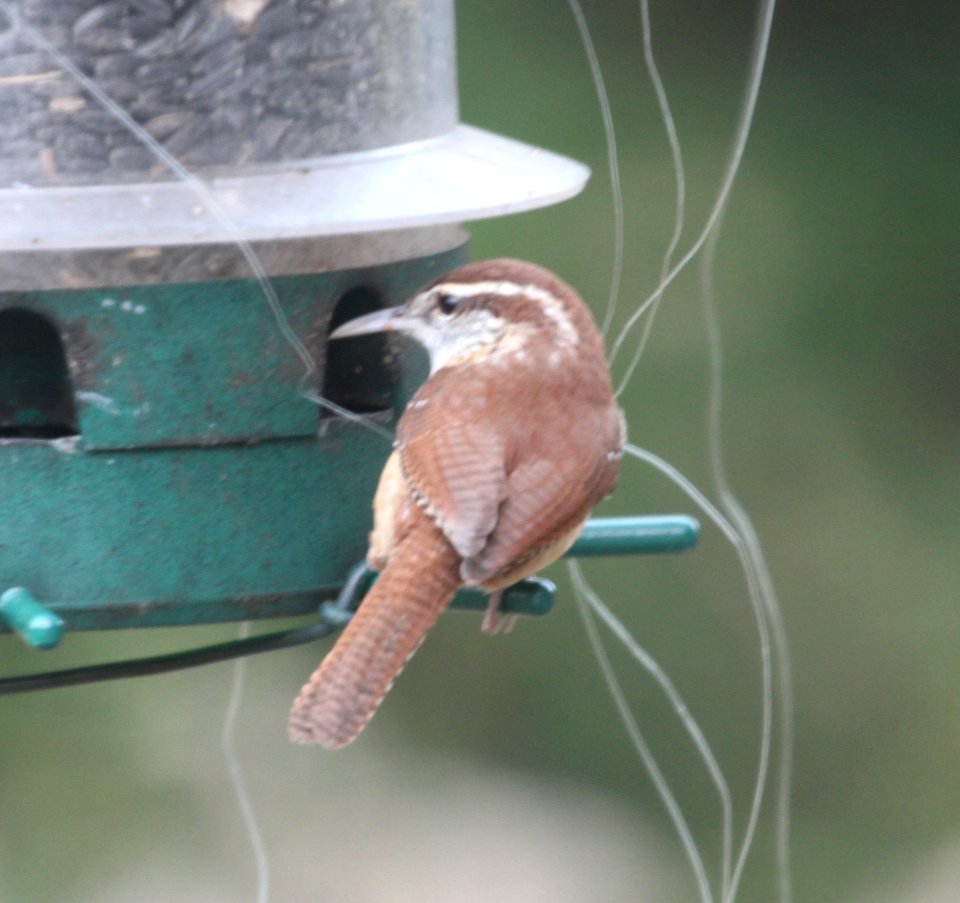 IMG 4882 c Carolina Wren Hse Kankakee IL 11-4-2015