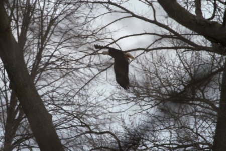 IMG 6419c Bald Eagle Hse Kankakee IL 12-9-2017