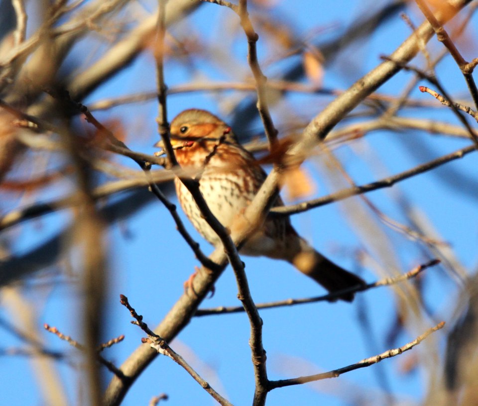 IMG 4825 c Fox Sparrow Perry Farm Kankakee Co IL 11-2-2015