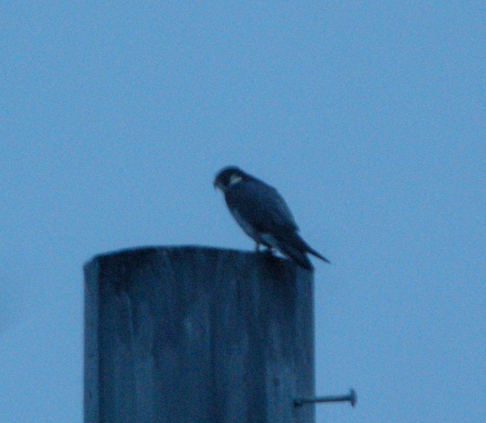 DSCN9211c Peregrine Falcon Dam Kankakee IL 12-13-2015