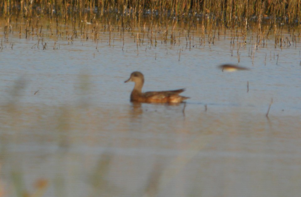 DSCN7931c American Wigeon Whispering Willows Area Kankakee Co IL 9-6-2016