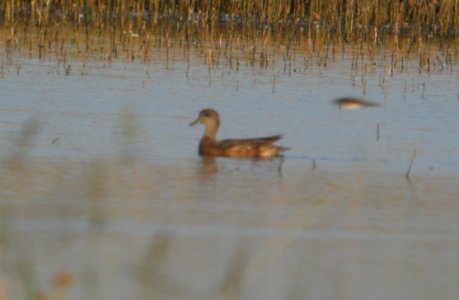 DSCN7931c American Wigeon Whispering Willows Area Kankakee Co IL 9-6-2016 photo