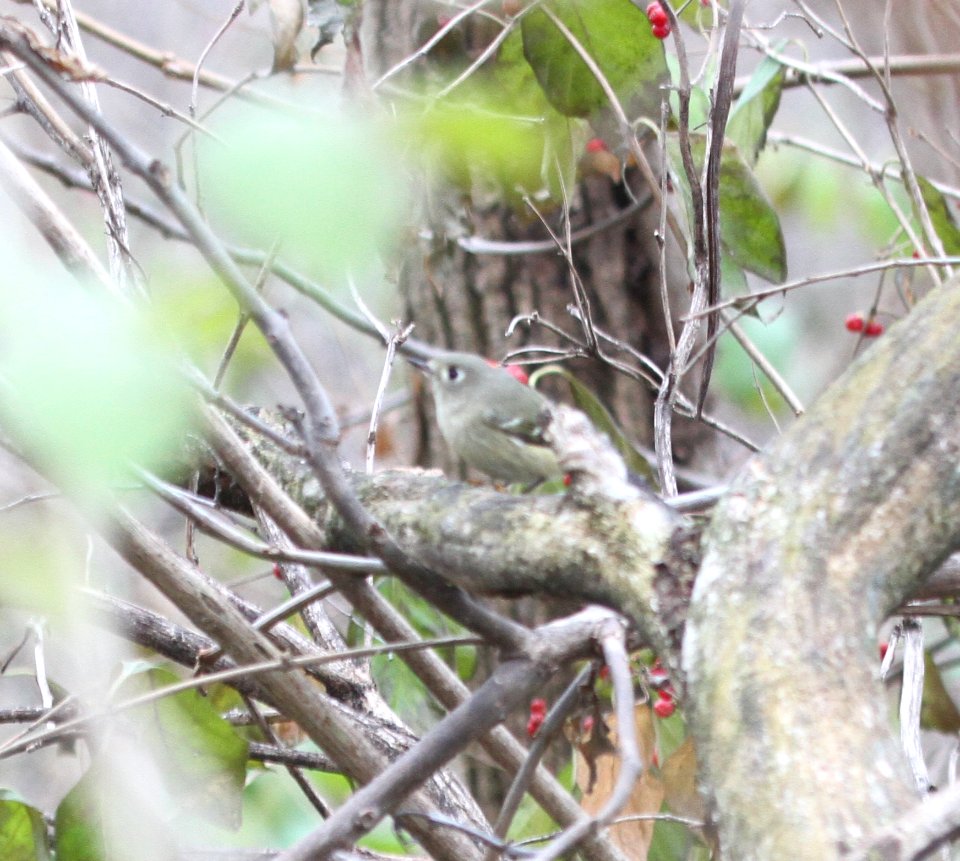 IMG 5758 c Ruby-crowned Kinglet Braidwood IL 11-28-2015