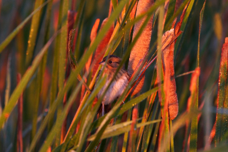 IMG 0242c Nelson's Sparrow Whispering Willows Area Kankakee Co IL 10-19-2016