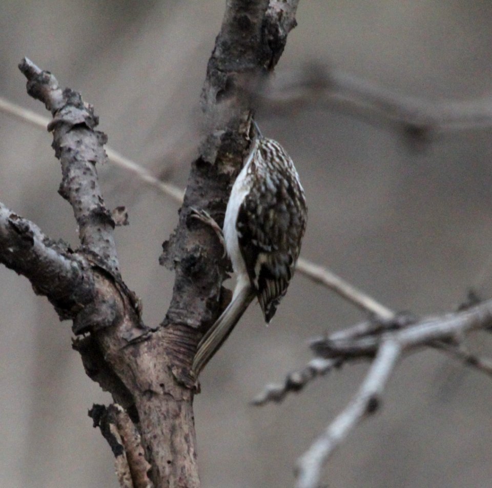 IMG 6048c Brown Creeper Kankakee IL 12-17-2015
