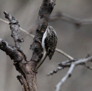 IMG 6048c Brown Creeper Kankakee IL 12-17-2015