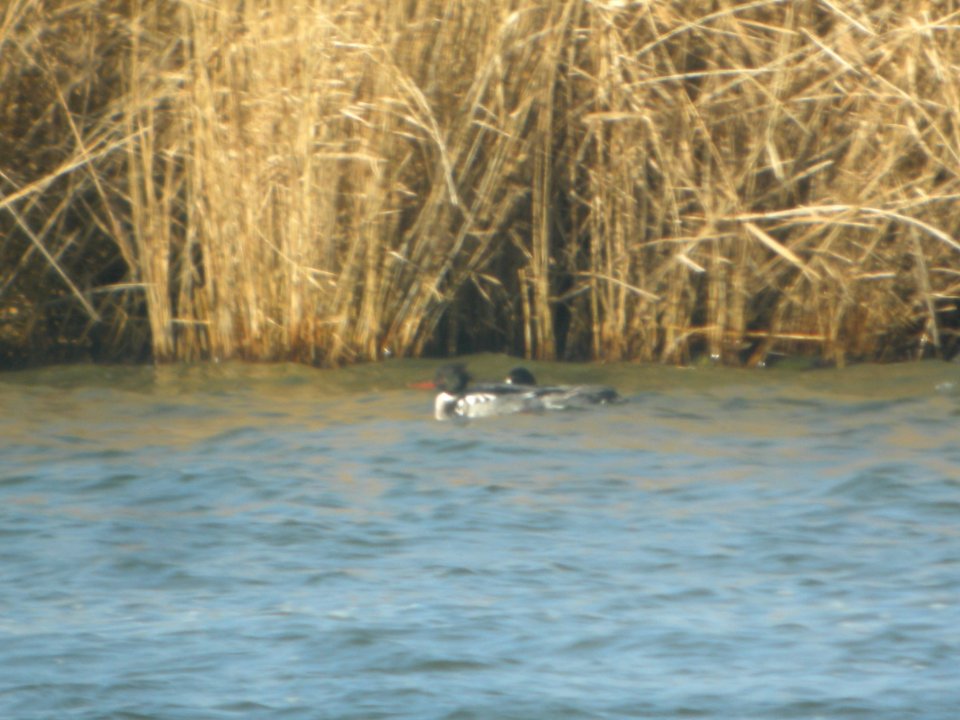 DSCN9411c RB Merganser Braidwood Lake IL 1-25-2018