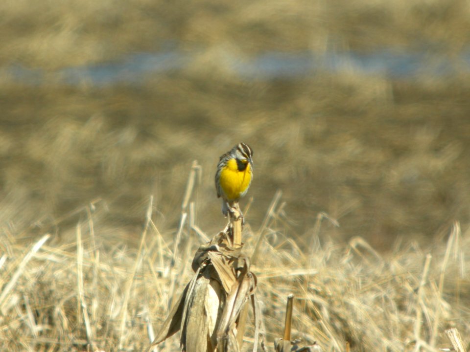 DSCN9571c Eastern Meadowlark Willowhavern Area Kankakee Co IL 3-18-2018