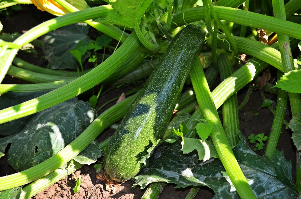 The cultivation of the gardener green