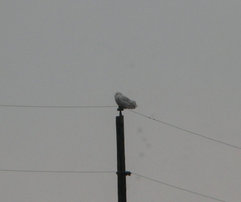 DSCN9470c Snowy Owl Iroquois Co NW IL 2-3-2016
