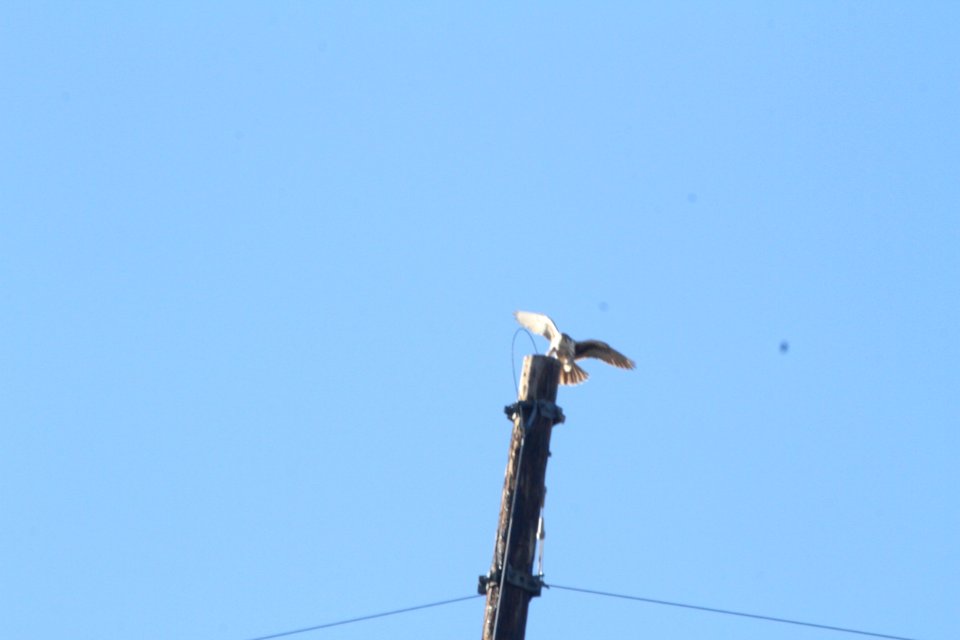 IMG 6355IMG 6351 Prairie Falcon Watson Lake Yavapai Co AZ 12-31-2015
