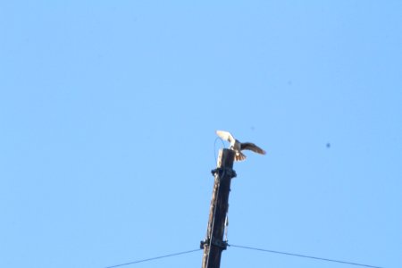 IMG 6355IMG 6351 Prairie Falcon Watson Lake Yavapai Co AZ 12-31-2015