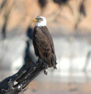 DSCN9343 Bald Eagle Watson Lake Yavapai Co AZ 12-29-2015 photo