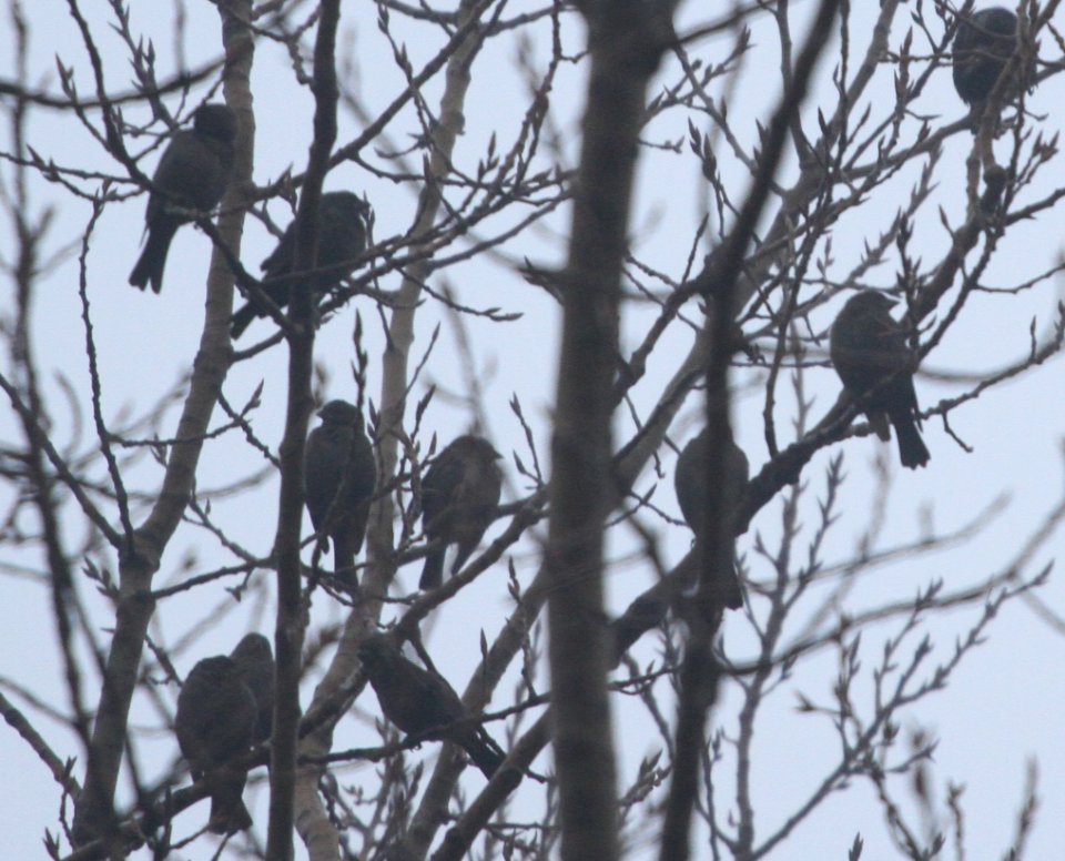 IMG 5961c Brown-headed Cowbird Braidwood IL 12-12-2015