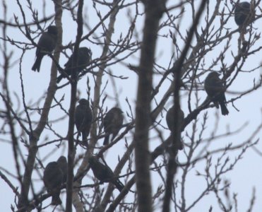 IMG 5961c Brown-headed Cowbird Braidwood IL 12-12-2015