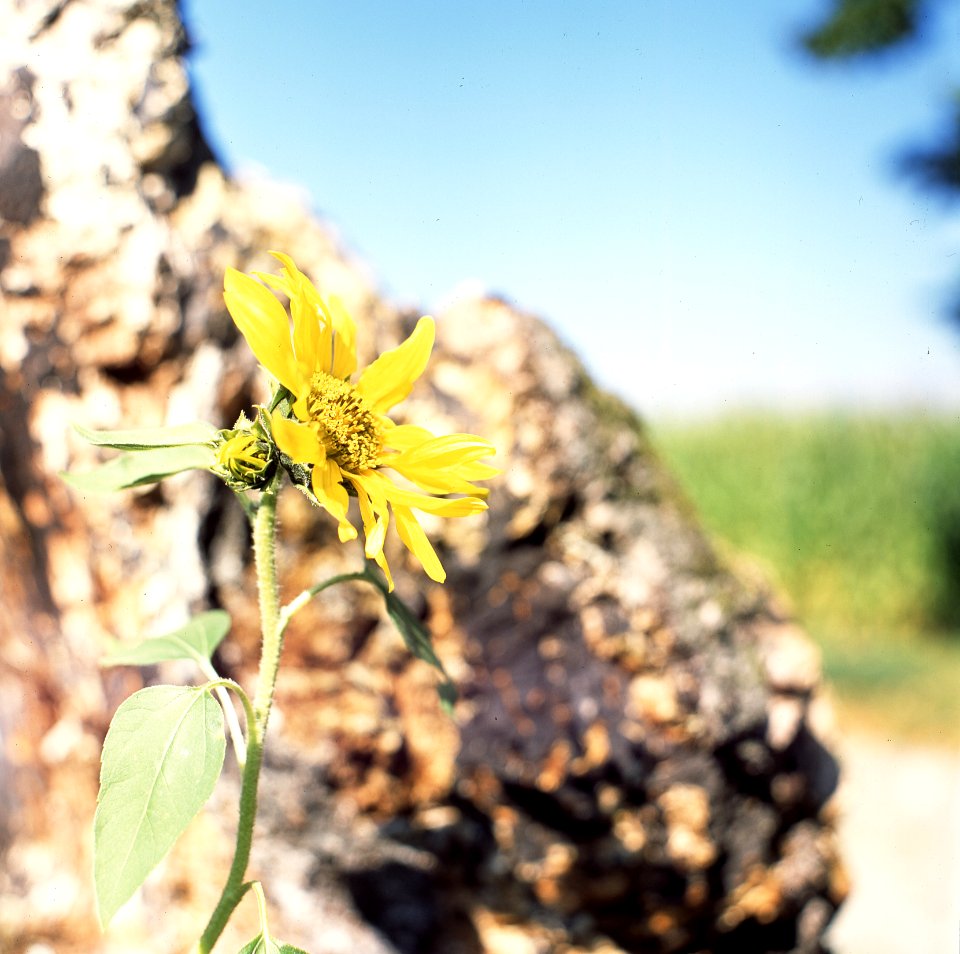 Kiev-80 with MIR-38V 3,5/65 - Flower at a Stump