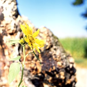 Kiev-80 with MIR-38V 3,5/65 - Flower at a Stump