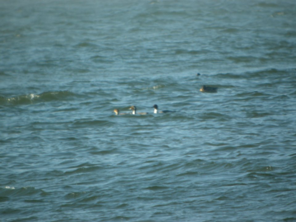 DSCN9406c Northern Pintail Braidwood Lake IL 1-25-2018