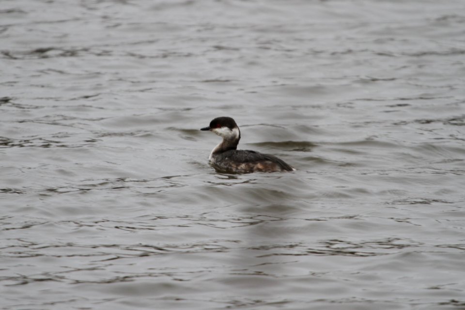 IMG 8454c Horned Grebe Beckman Park Kankakee IL 3-24-2018