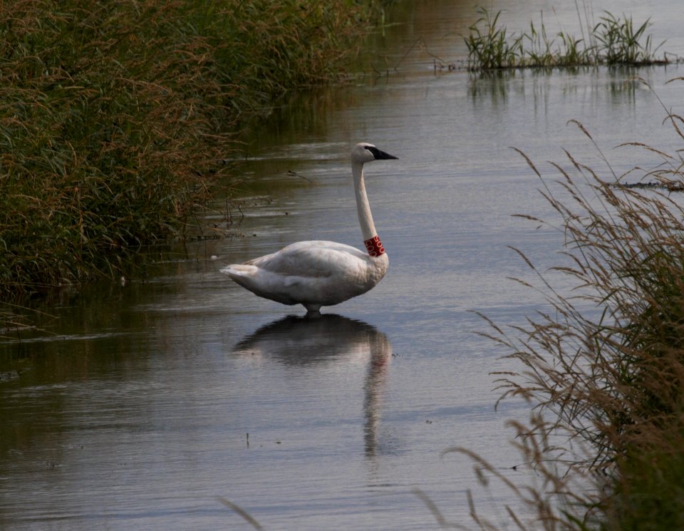 IMG 8418c Trumpeter Swan Eastern Kankakee Co IL 7-9-2016