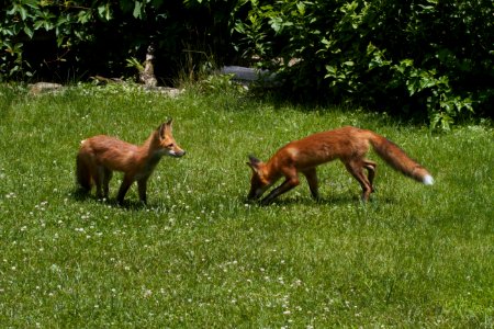 IMG 0649c Red Fox Hse Kankakee IL 6-27-2018 photo