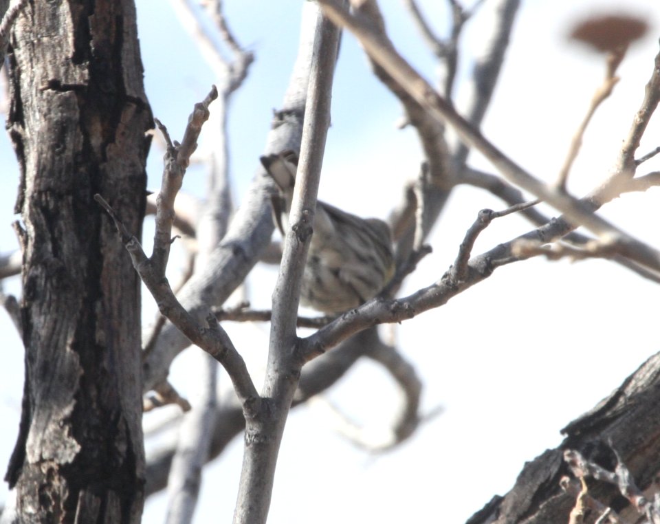 IMG 6323 Yellow-rumped Warbler Watson Lake Yavapai Co AZ 12-29-2015