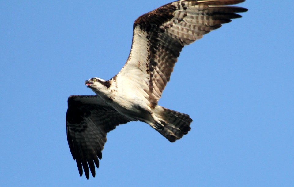 IMG 1945- c Osprey Kankakee IL 9-8-2015