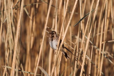 IMG 5824c Song Sparrow Willowhaven Area Kankakee Co IL 11-25-2017