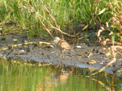 DSCN8065 c Least Sandpiper Whispering Willows Kankakee Co IL 8-27-2015