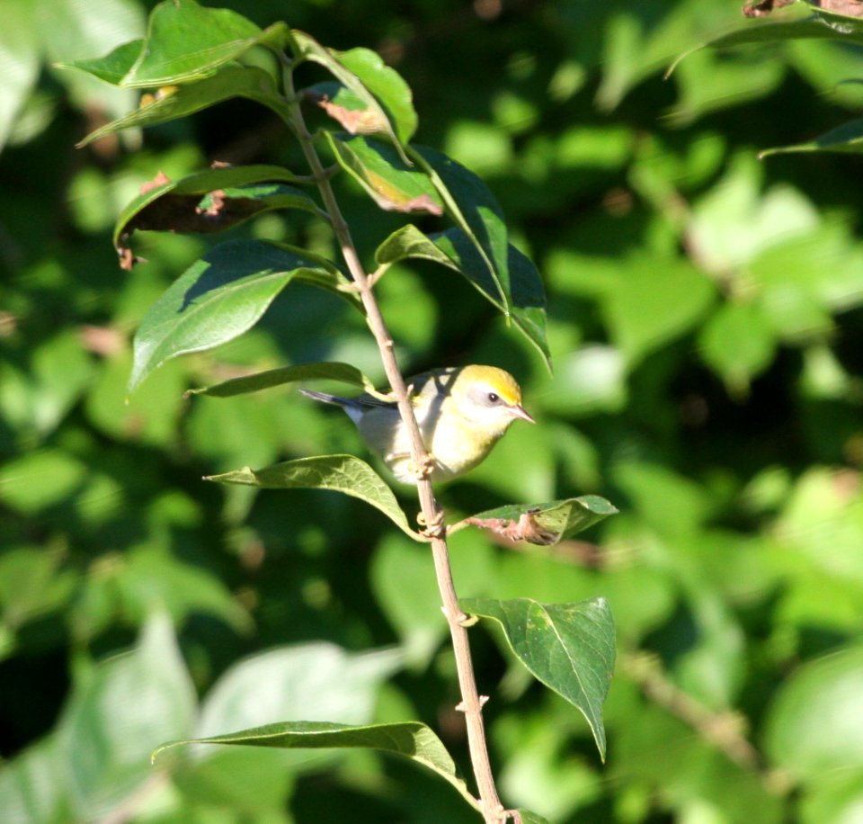 IMG 1310 c Golden-winged Warbler Perry Farm Bourbonnais IL 8-22-2015