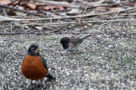 IMG 8547c Dark-eyed Junco (Oregon) Hse Kankakee IL 4-4-2018 photo