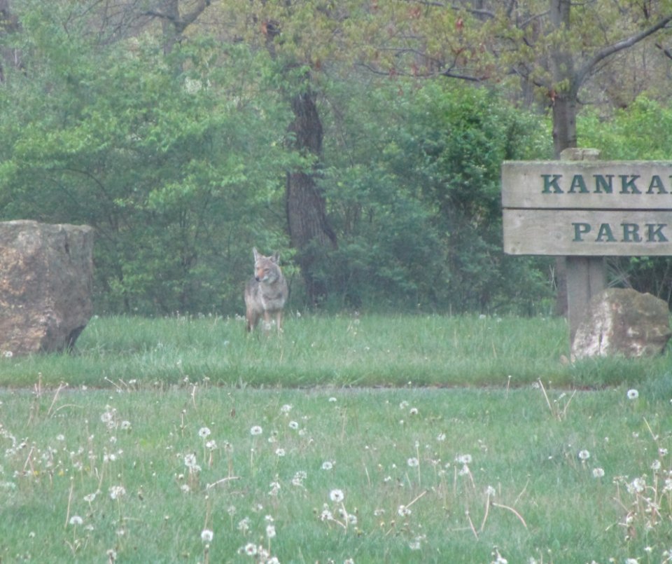 IMG 2172c Coyote LeVasseur Park Kankakee IL 5-2-2016
