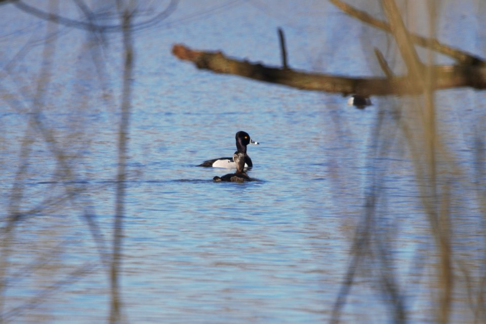 IMG 8121c Ring-necked Duck Willowhaven Area Kankakee Co IL 3-2-2018