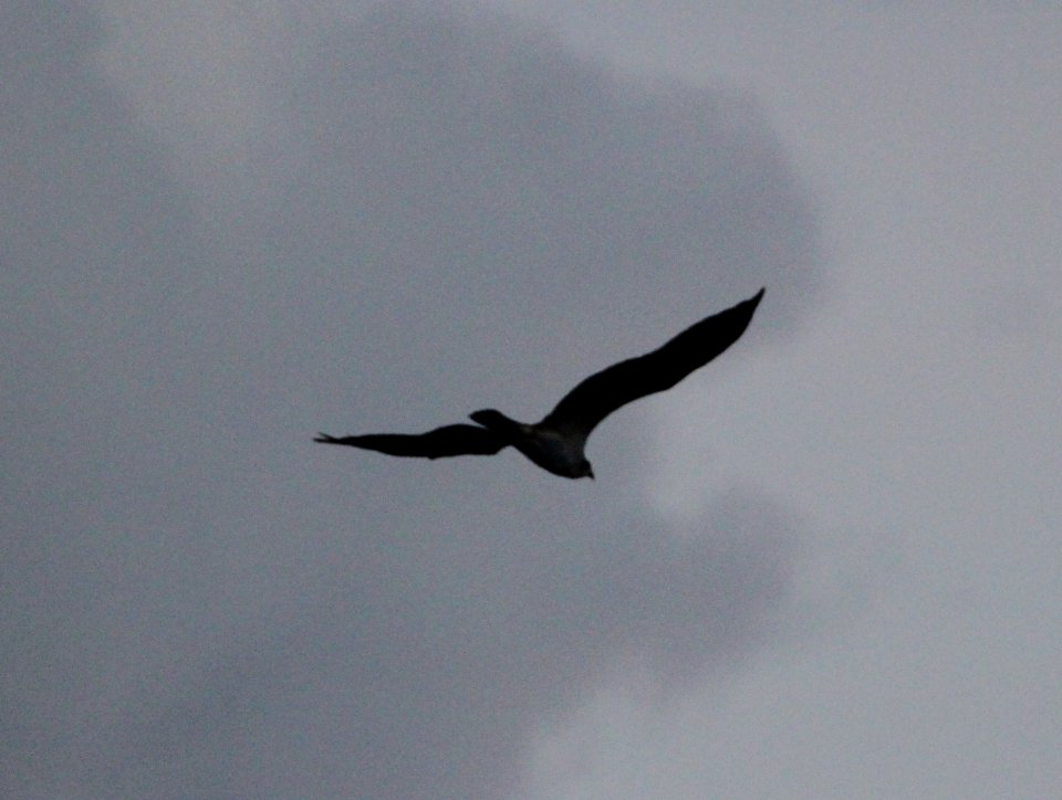 IMG 4231 c Osprey Willow Slough FWA IN 10-21-2015