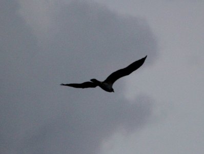 IMG 4231 c Osprey Willow Slough FWA IN 10-21-2015