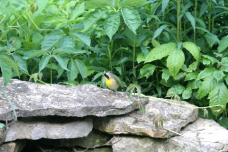 IMG 0035c Common Yellowthroat Hse Kankakee IL 5-19-2018