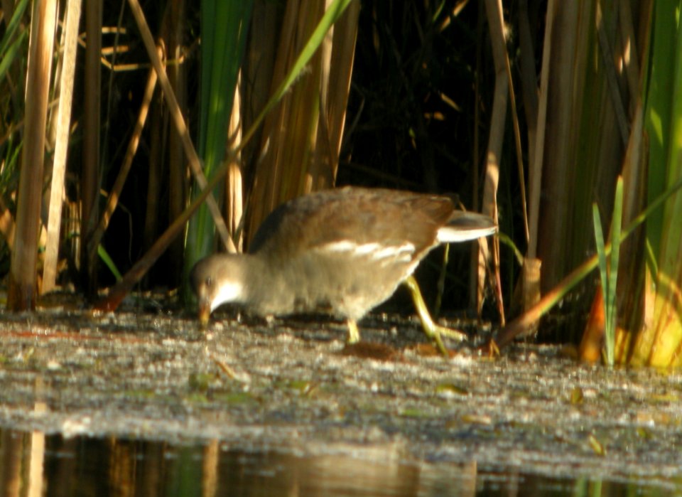 DSCN8256 c Common Gallinule TNC Kankakee Sands IN 9-30-2015