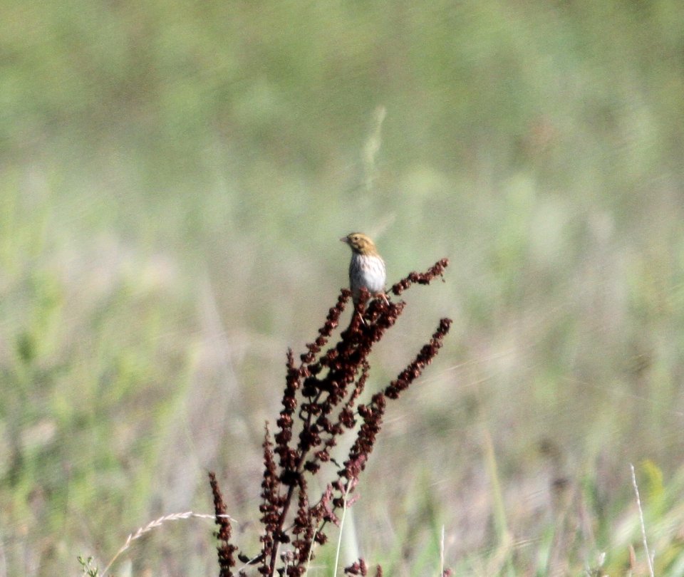 IMG 2254 c Savannah Sparrow Whispering Willows Kankakee Co IL 9-14-2015