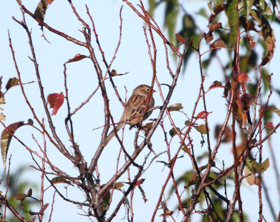 IMG 4012 c Field Sparrow TNC Kankakee Sands IN 10-14-2015