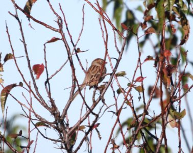 IMG 4012 c Field Sparrow TNC Kankakee Sands IN 10-14-2015