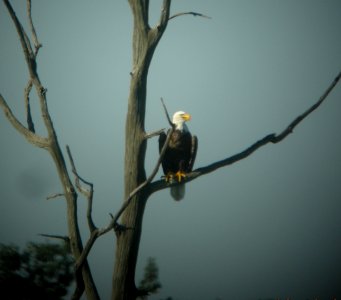 DSCN7658c Bald Eagle LaSalle FWA IN 8-10-2016