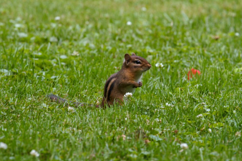 IMG 0749c Eastern Chipmunk Hse Kankakee IL 7-5 2018